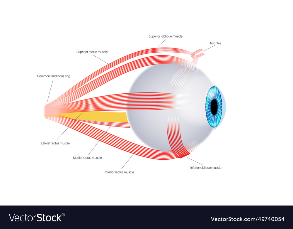 Extraocular Muscles Anatomy Royalty Free Vector Image