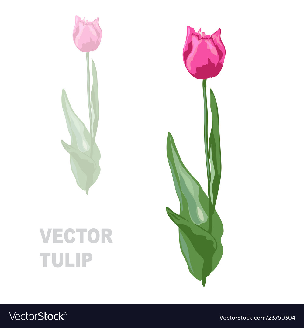 Hand Drawn Tulip Royalty Free Vector Image Vectorstock