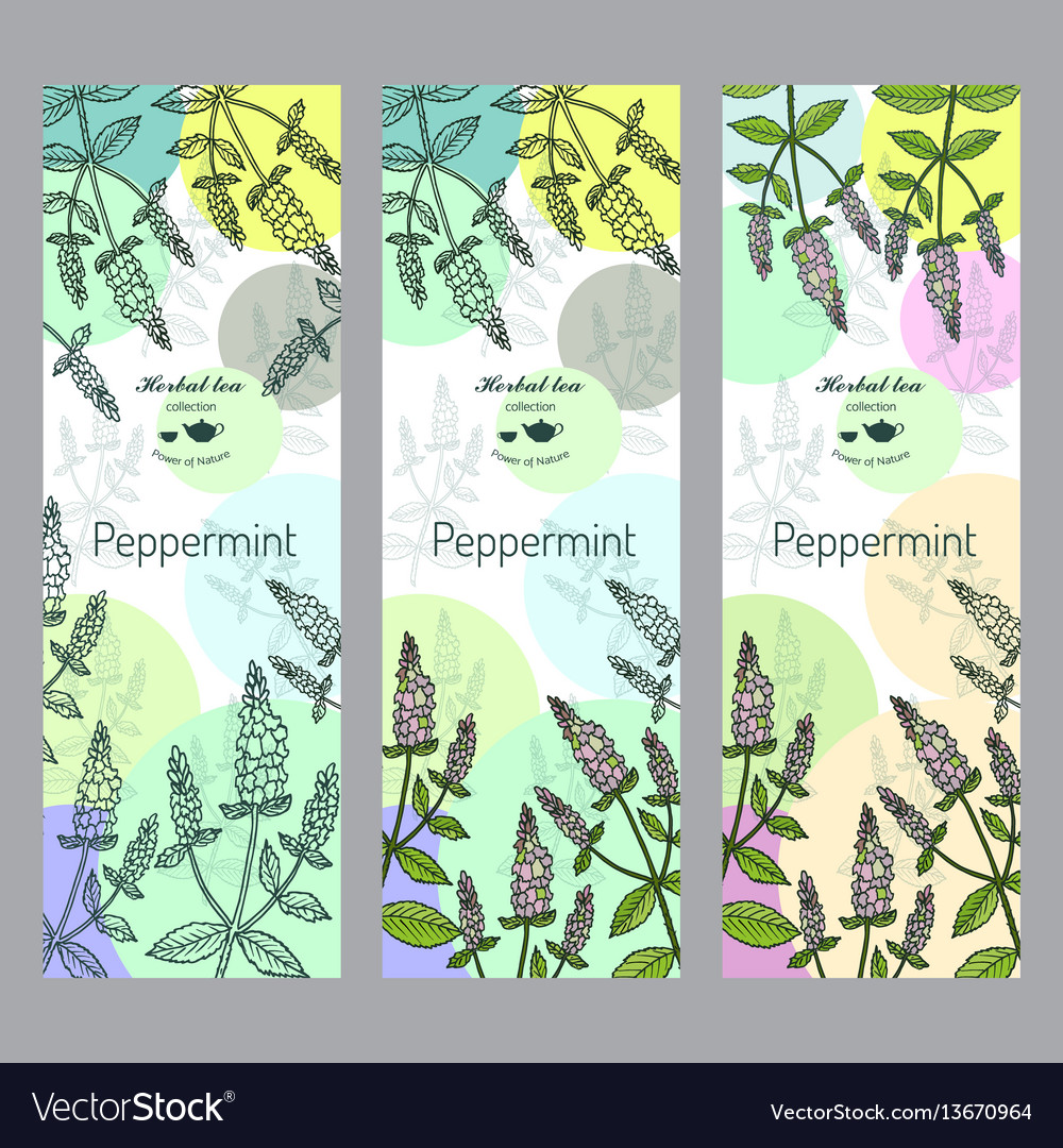 Herbal Tea Collection Peppermint Banner Set Vector Image