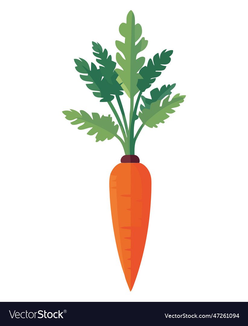 Fresh Carrot Royalty Free Vector Image Vectorstock