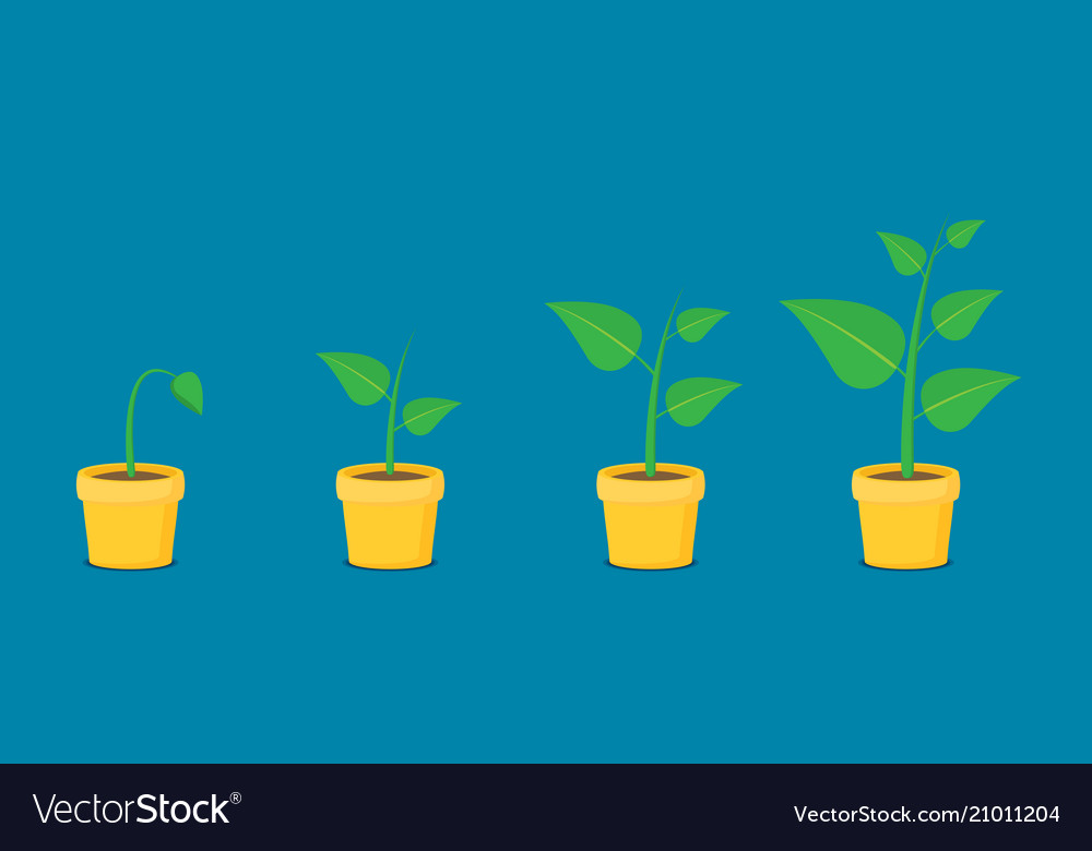 Phases Plant Growing Planting Tree Infographic Vector Image