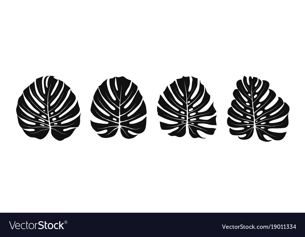 Monstera Leaves Silhouettes Royalty Free Vector Image