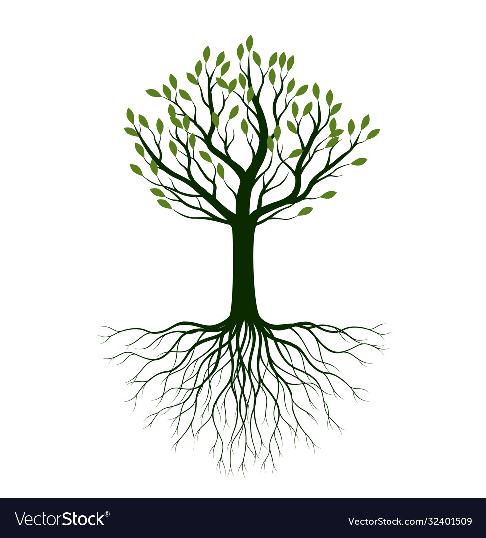 Summer Naked Tree Outline Plant Royalty Free Vector Image