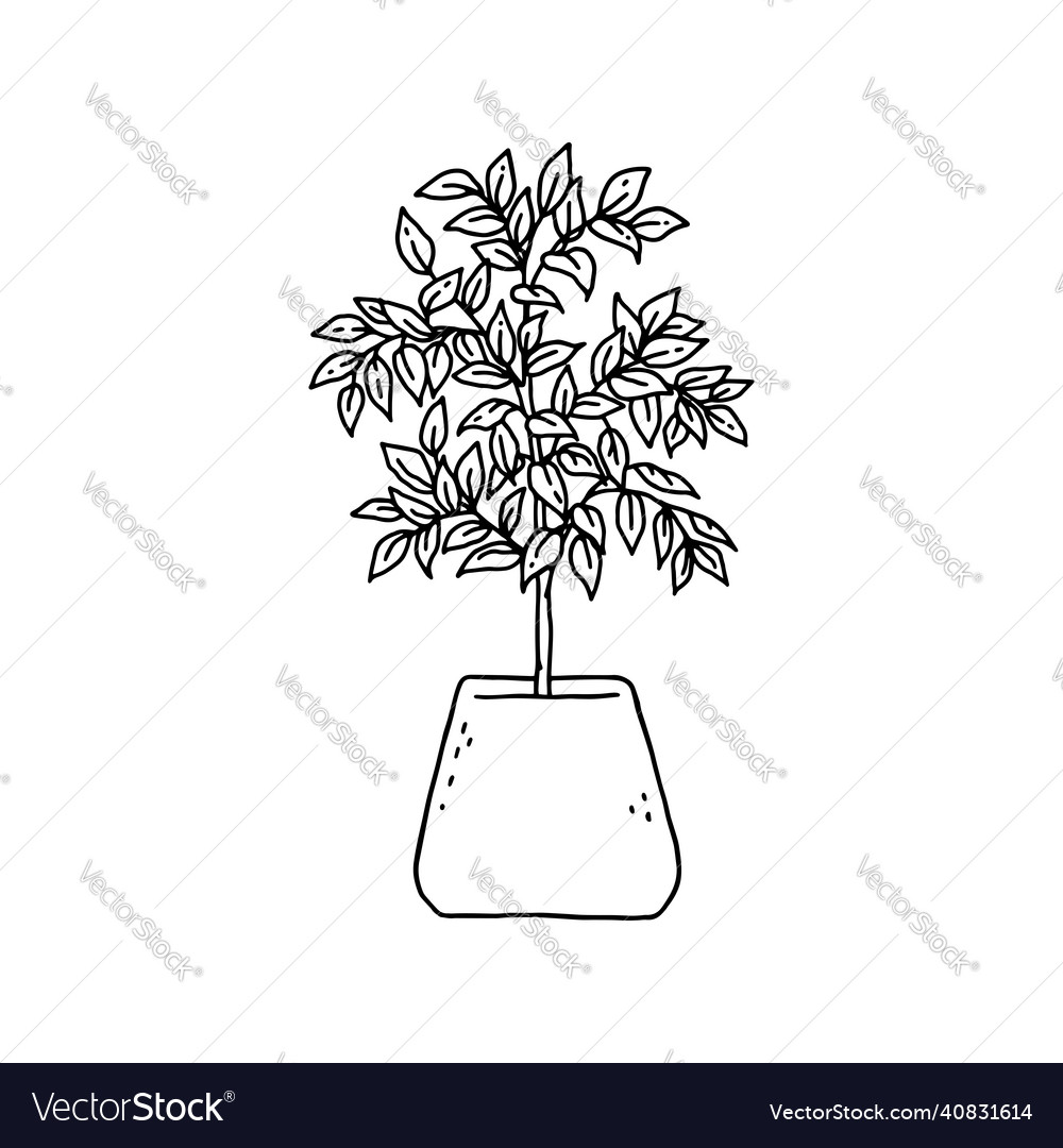 Leea Houseplant Indoor Potted Plant Royalty Free Vector