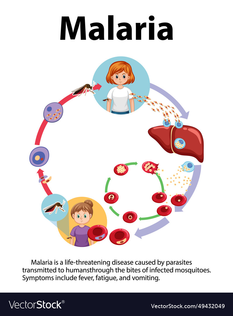 Life Cycle Of Malaria Parasite A Visual Guide Vector Image