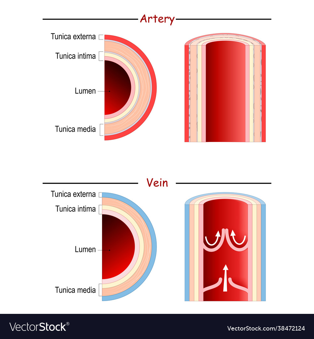 Vein And Artery Anatomy Comparison And Difference Vector Image