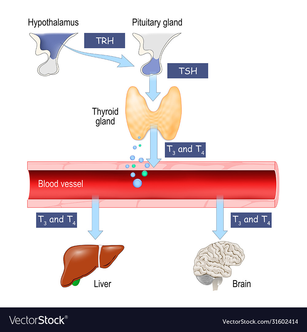 Thyroid Hormones Regulation Vital Functions Of Vector Image