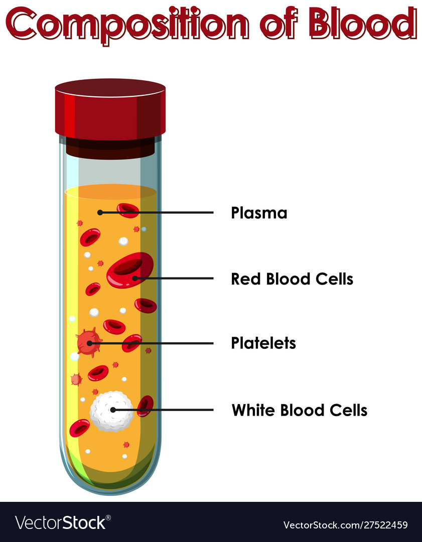 Diagram Showing Composition Blood Royalty Free Vector Image