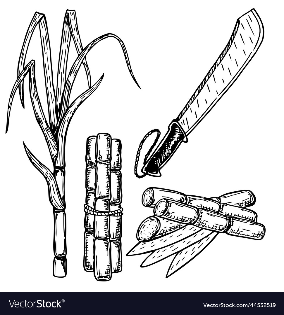 Hand Drawn Sugar Cane Set Sugar Cane Plants Vector Image