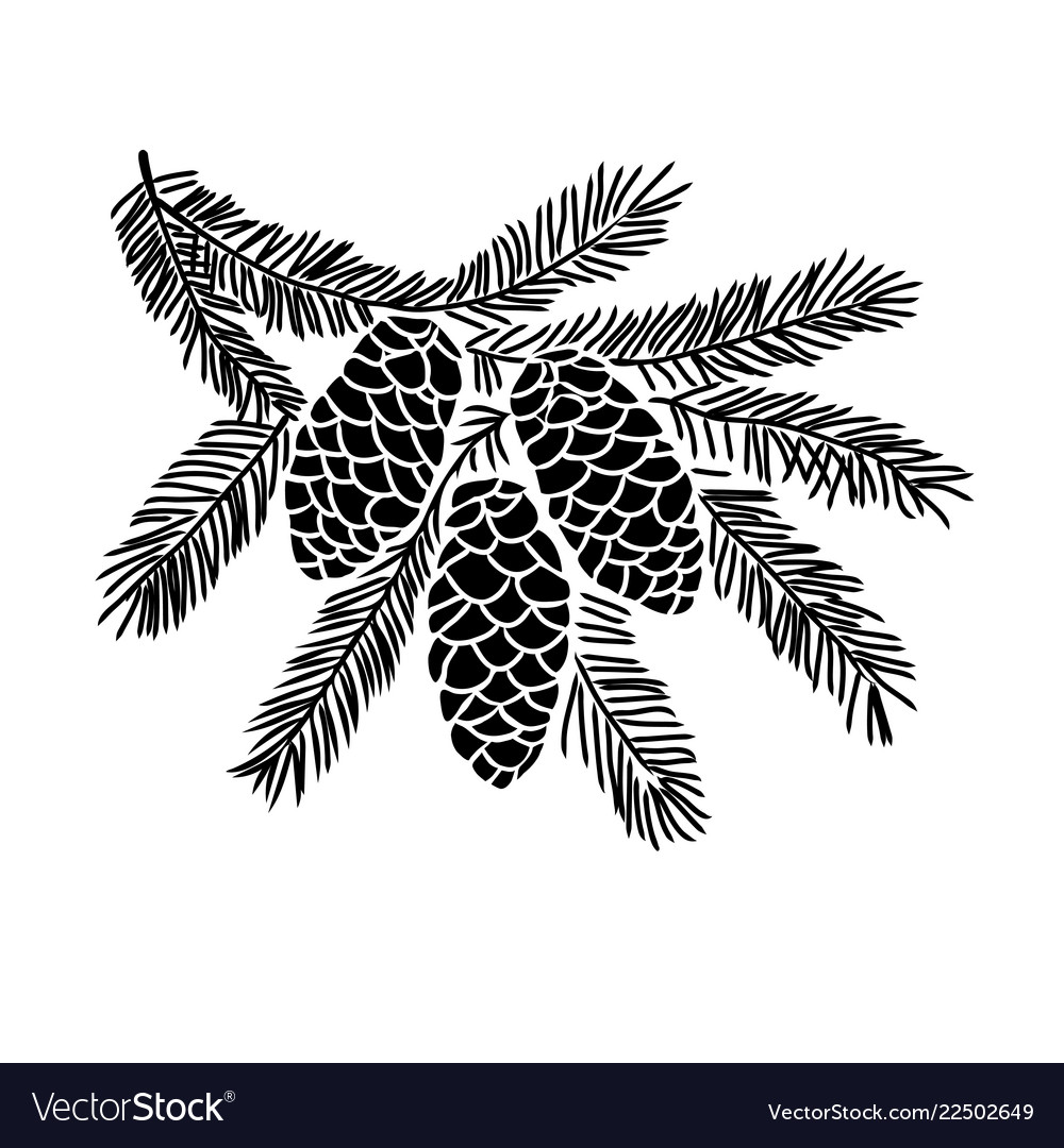 Hand Drawn Spruce Tree Branch Royalty Free Vector Image