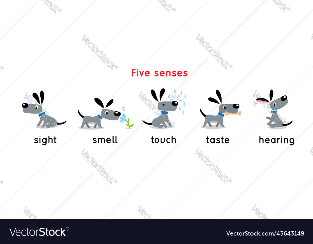 Five Senses Icon Touch Taste Hearing Sight Smell Vector Image