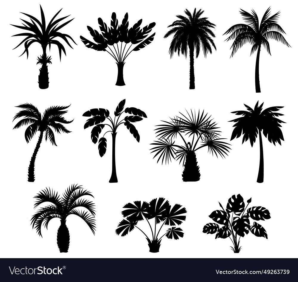 Black Palm Trees Silhouettes Tropical Plants Vector Image