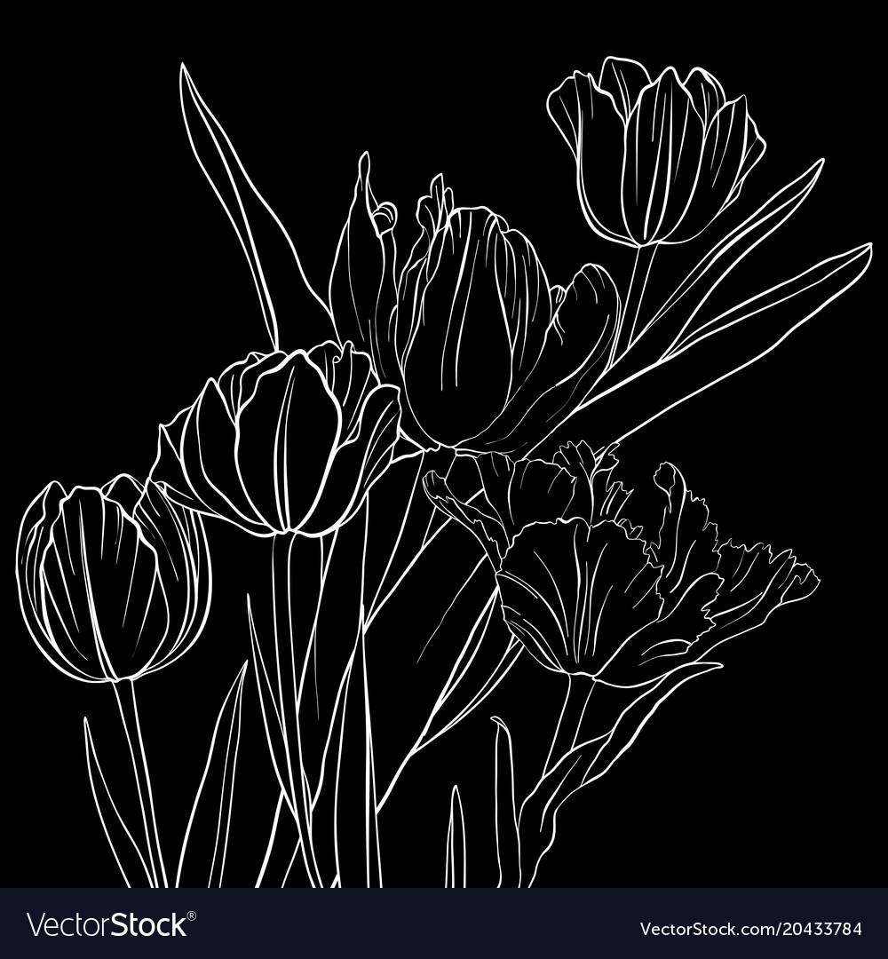 Drawing Flowers Of Tulip Royalty Free Vector Image