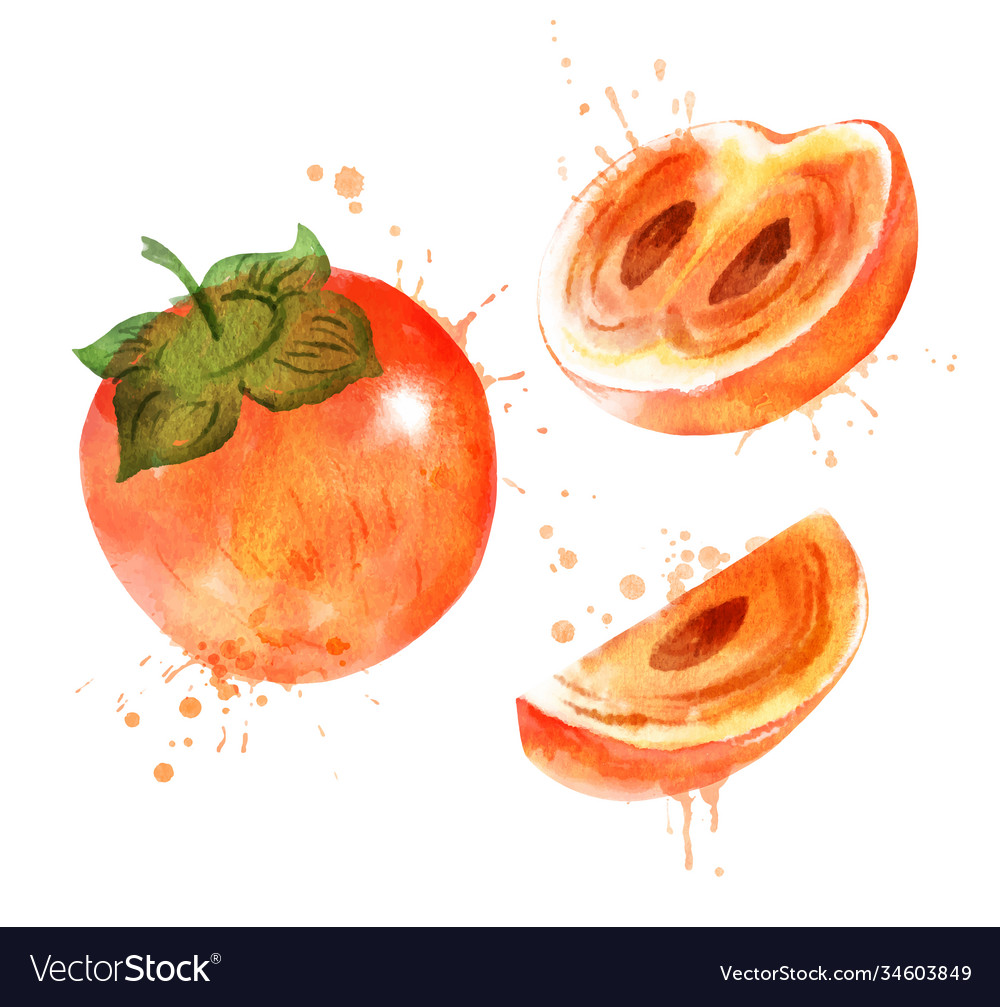 Watercolor Persimmon Royalty Free Vector Image