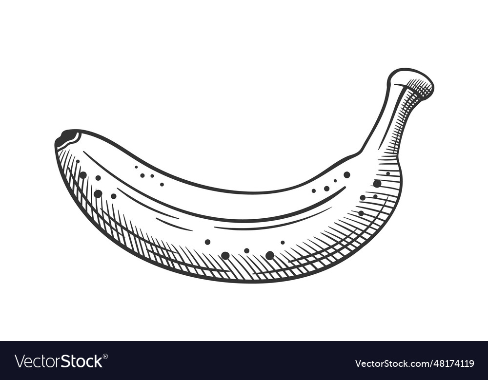 Hand Drawn Bananas Sketch Isolated On White Vector Image