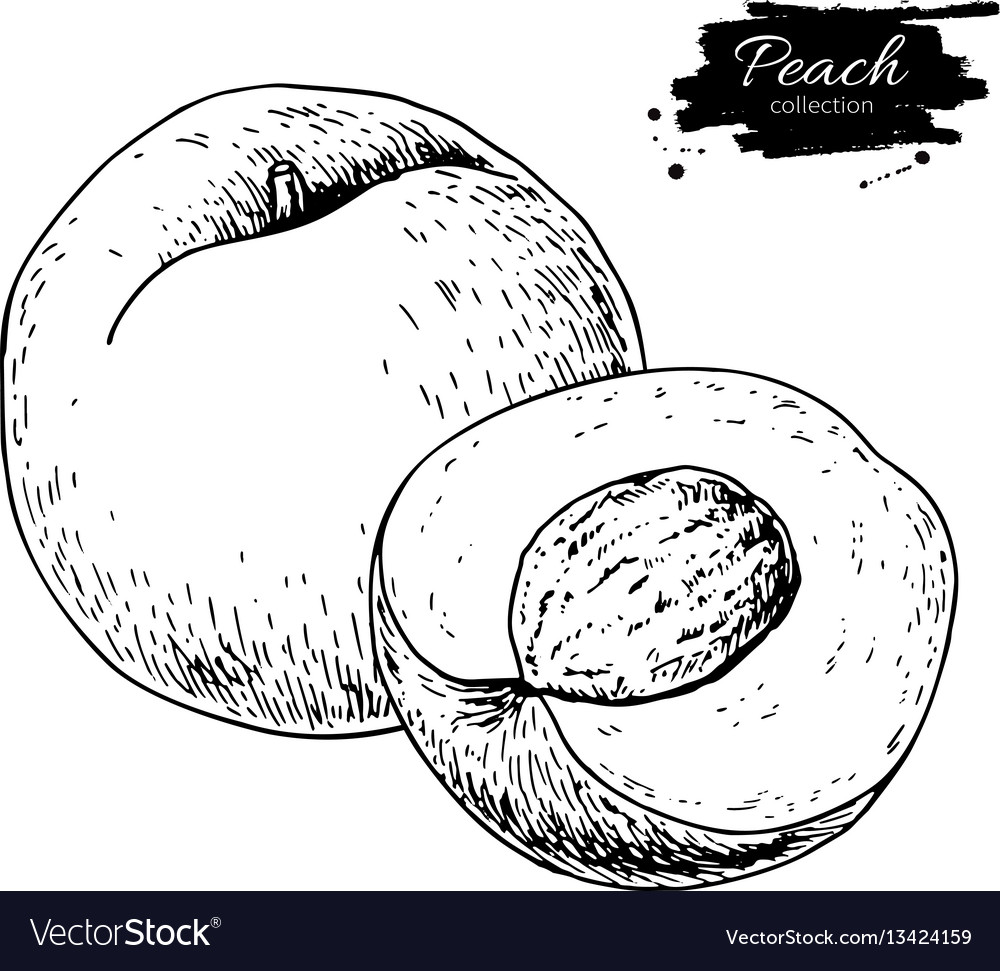 Peach Drawing Isolated Hand Drawn Peach Royalty Free Vector