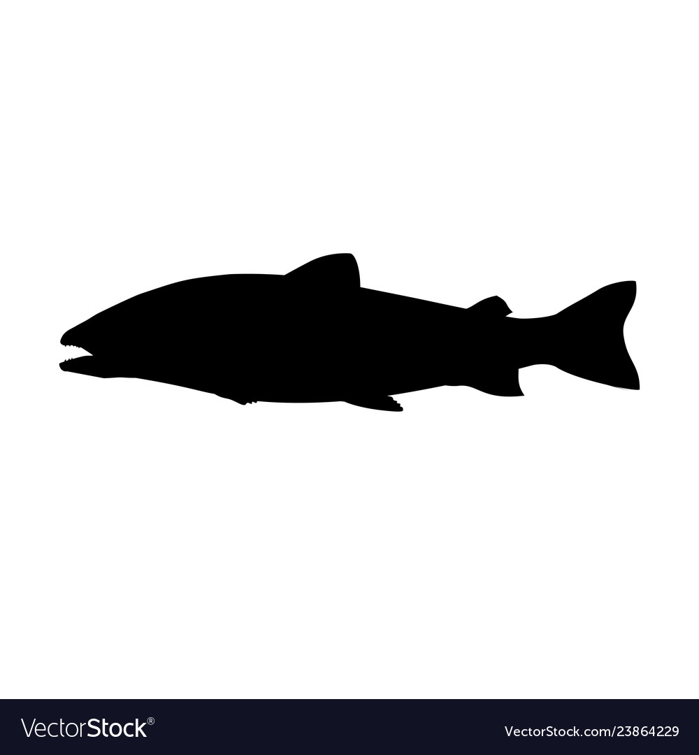 Atlantic Salmon Silhouette Royalty Free Vector Image