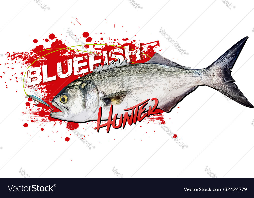 Bluefish Royalty Free Vector Image Vectorstock