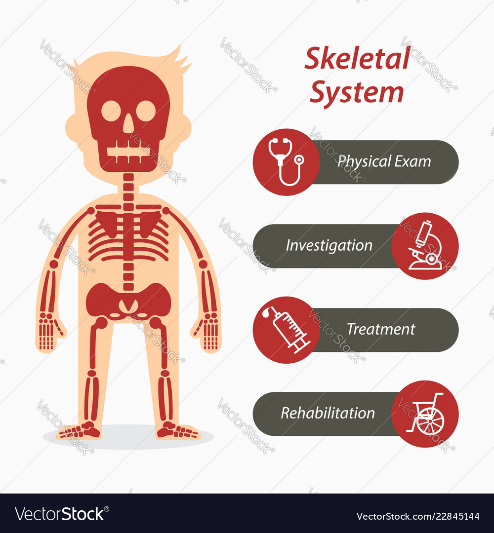 Skeletal System And Medical Line Icon Royalty Free Vector