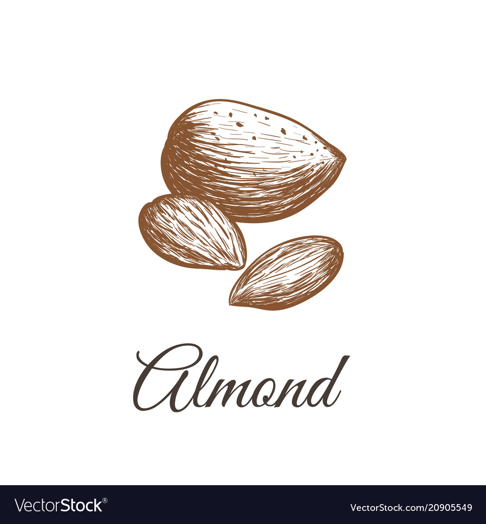 Almond Sketch Almond Nut Royalty Free Vector Image