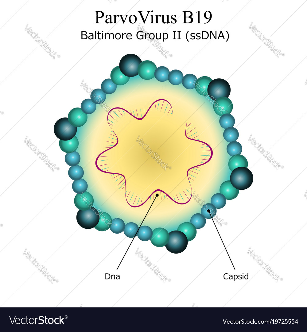 Diagram Of Parvo Virus Particle Structure Vector Image