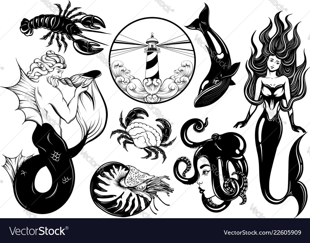 Collection Of Hand Drawn Realistic Of Marine Vector Image