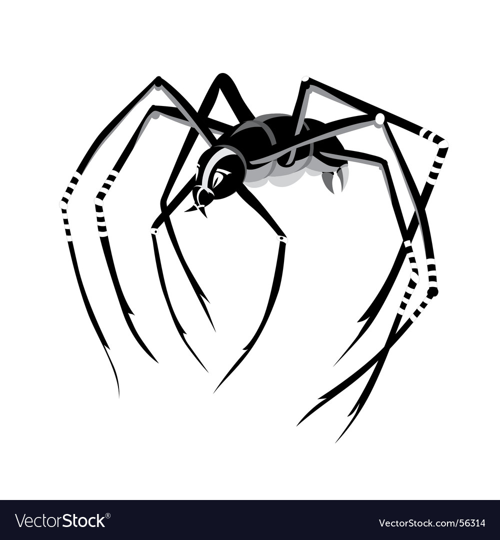 Spider Royalty Free Vector Image Vectorstock