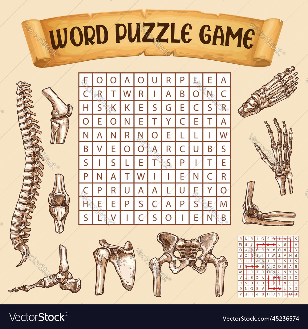 Human Bones Word Search Puzzle Game Worksheet Vector Image