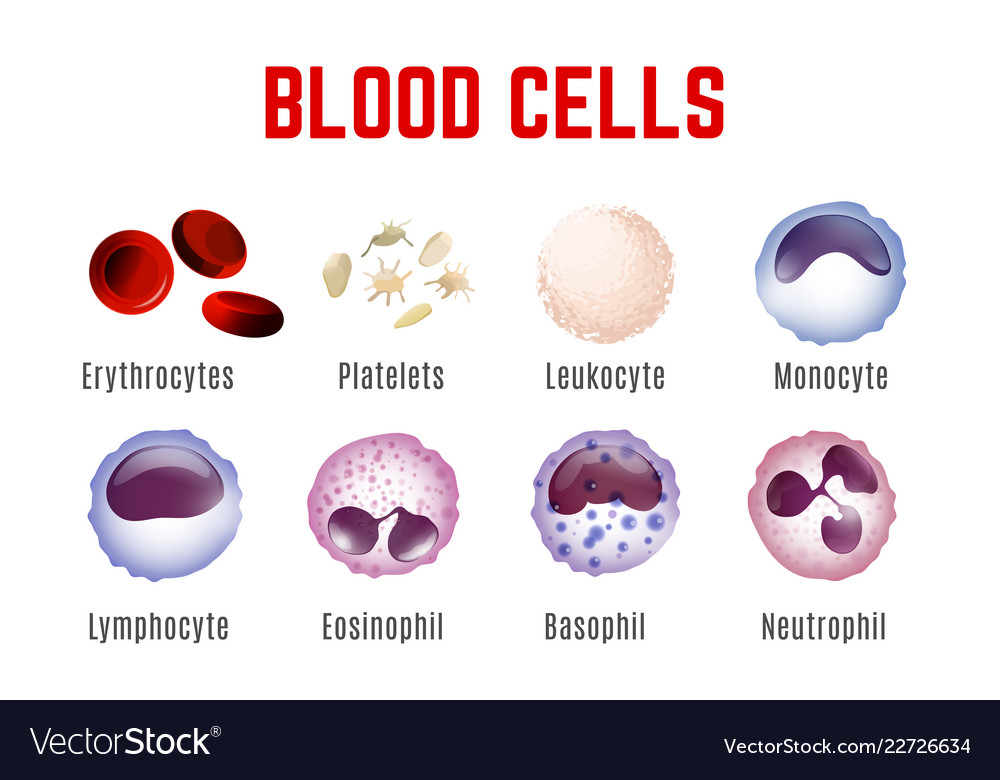 Blood Cells Poster Royalty Free Vector Image Vectorstock