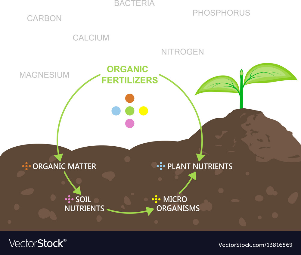 Diagram Nutrients In Organic Fertilizers Vector Image