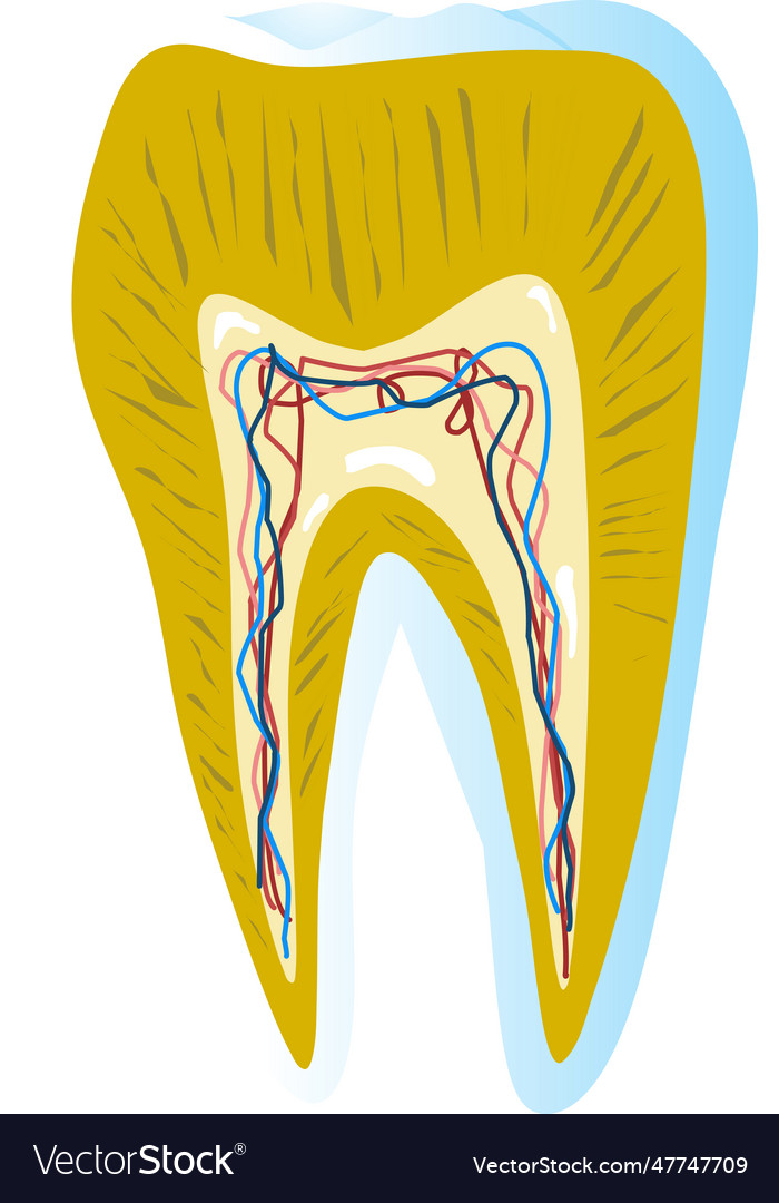 Tooth Anatomy Royalty Free Vector Image VectorStock