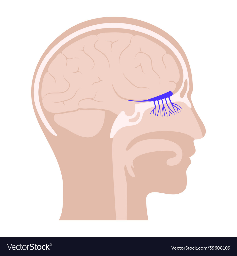 Olfactory Nerve Anatomy Royalty Free Vector Image