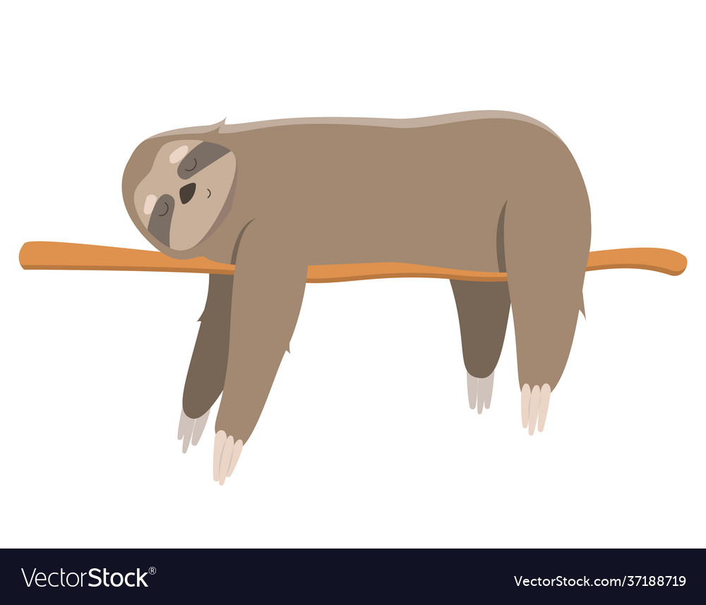 Sloth Sleeping On Branch Royalty Free Vector Image