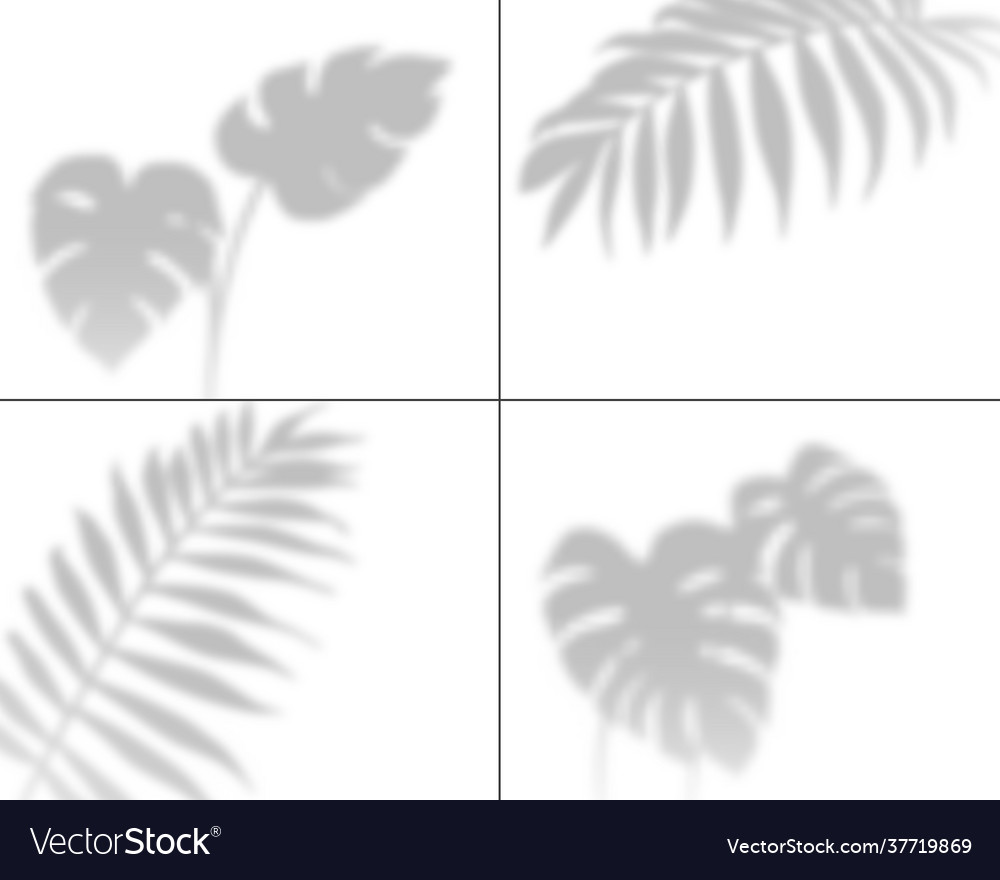 Plant Shadows Realistic Palm Leaves Overlay Vector Image