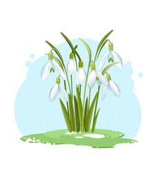 Snowdrop Royalty Free Vector Image Vectorstock