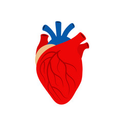 Human Heart Anatomy Isolated Icon Design Vector Image