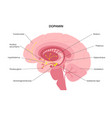 Serotonin And Dopamine Pathway Royalty Free Vector Image