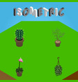 Isometric Plant Set Peyote Grower Fern And Vector Image