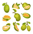 Halved Elliptical Jackfruit With Green Seed Coat Vector Image