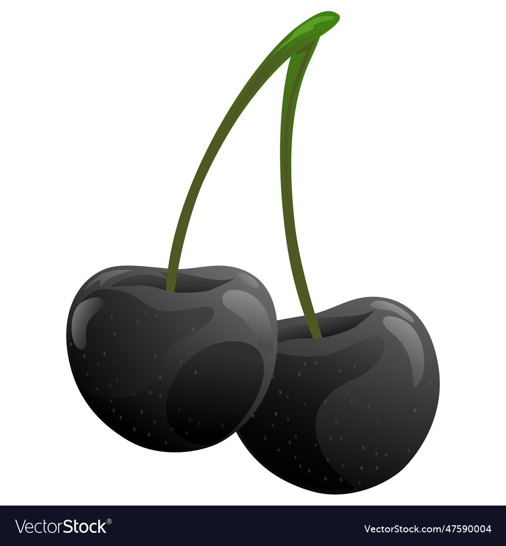 Black cherries cherry fruit Royalty Free Vector Image