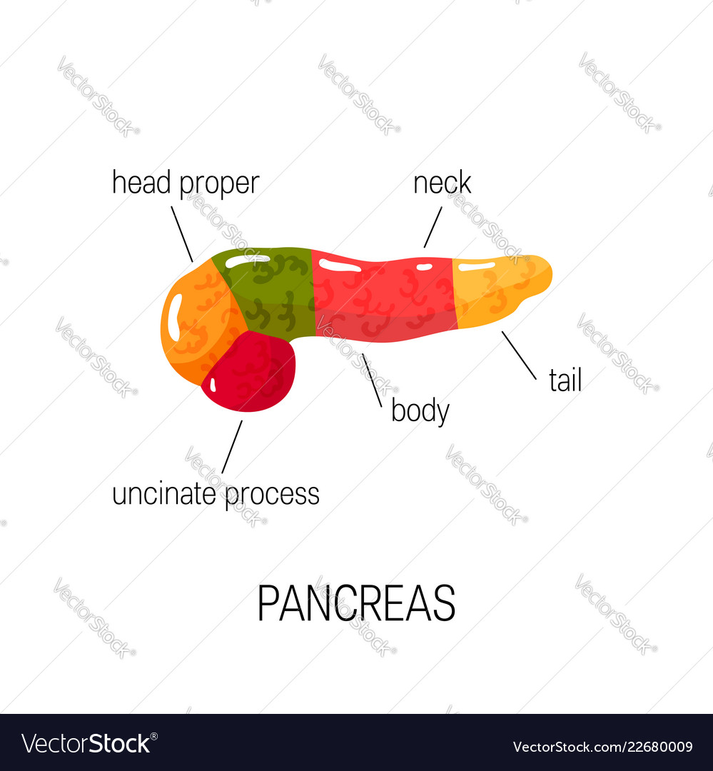 Pancreas Diagram