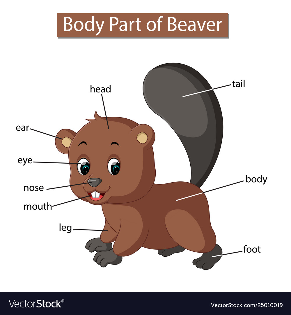 Beaver Chart