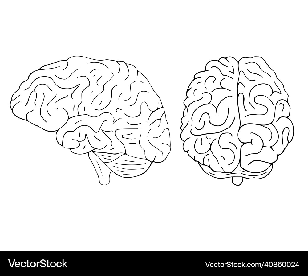 Hand drawn doodle sketch human brain Royalty Free Vector