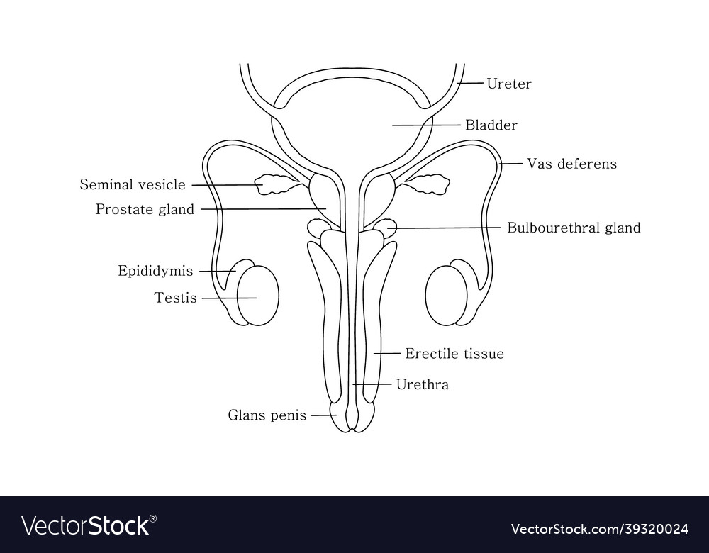 Male reproductive system in line style with cut Vector Image