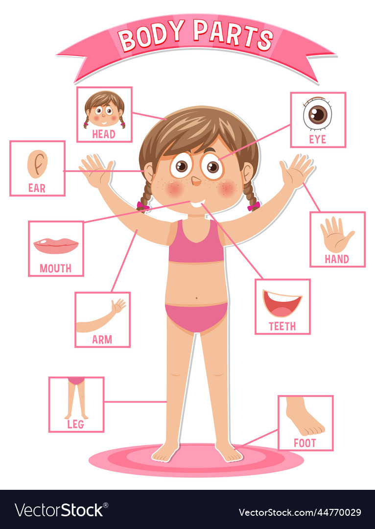 Body Parts With Vocabulary Royalty Free Vector Image