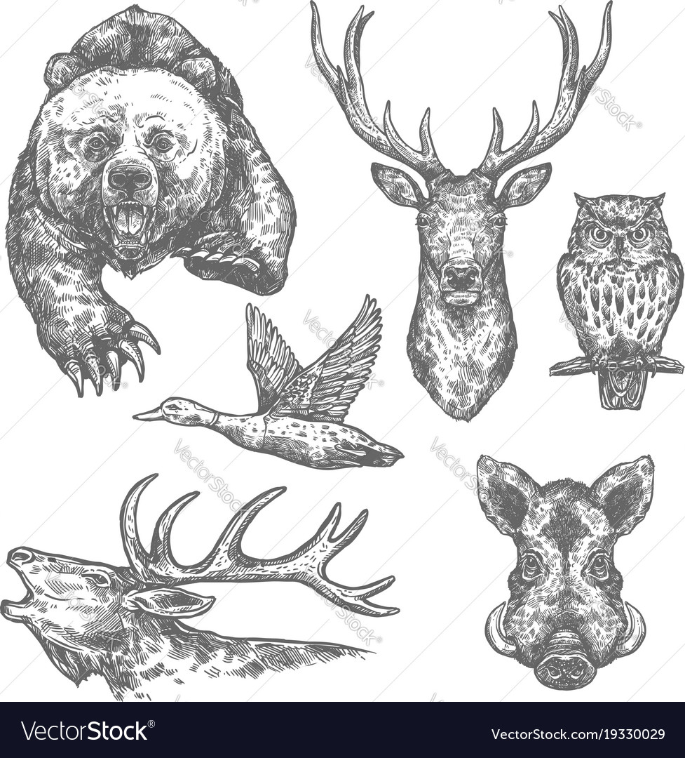 hunting drawings