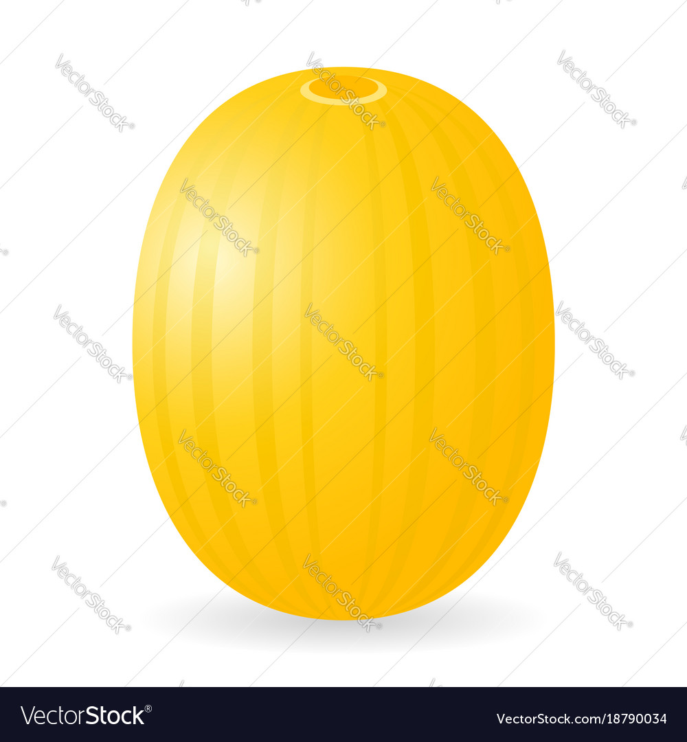 Melon isolated Royalty Free Vector Image - VectorStock