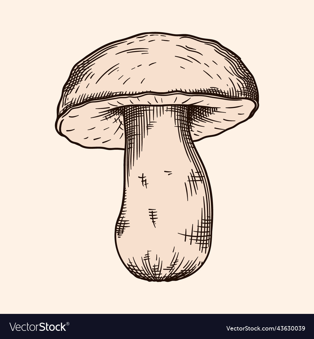 Mushroom Royalty Free Vector Image - VectorStock