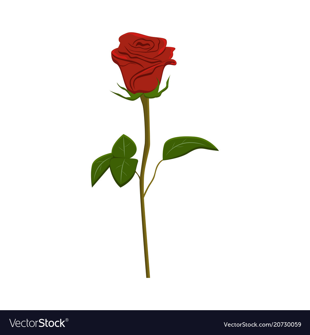 Download Clip art red rose Royalty Free Vector Image - VectorStock