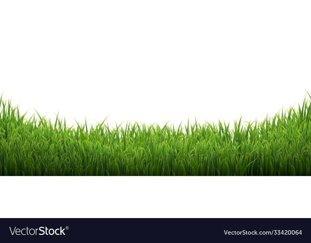 Green grass isolated white background Royalty Free Vector